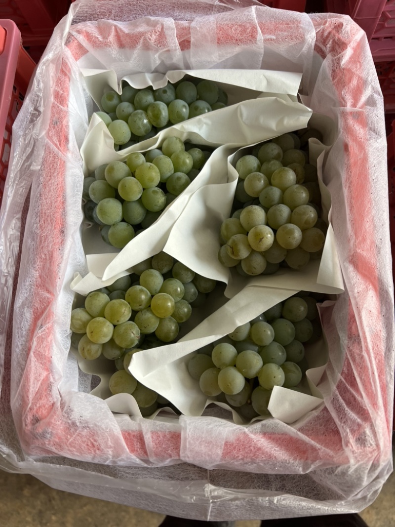 精品水晶葡萄