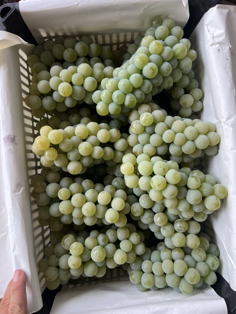 精品水晶葡萄