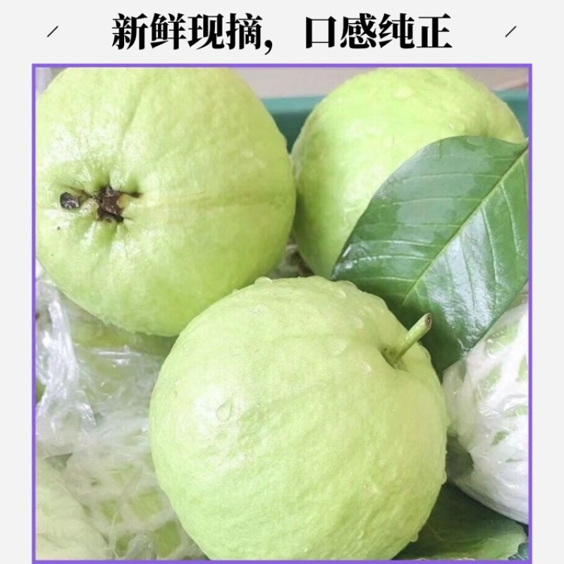 珍珠番石榴种植基地，一年四季釆摘不间断，量大批发价优惠
