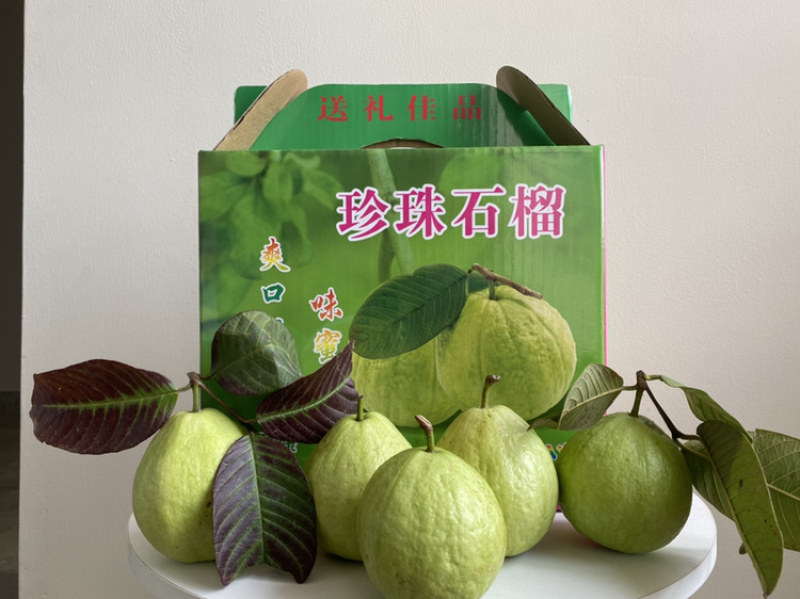 珍珠番石榴种植基地，一年四季釆摘不间断，量大批发价优惠