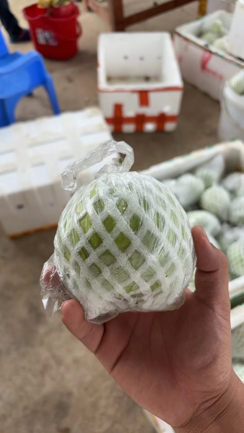 珍珠番石榴种植基地，一年四季釆摘不间断，量大批发价优惠