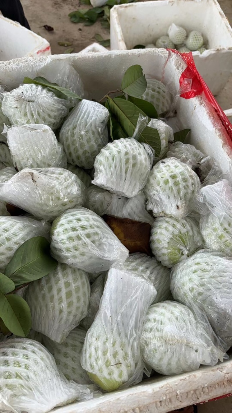珍珠番石榴种植基地，一年四季釆摘不间断，量大批发价优惠