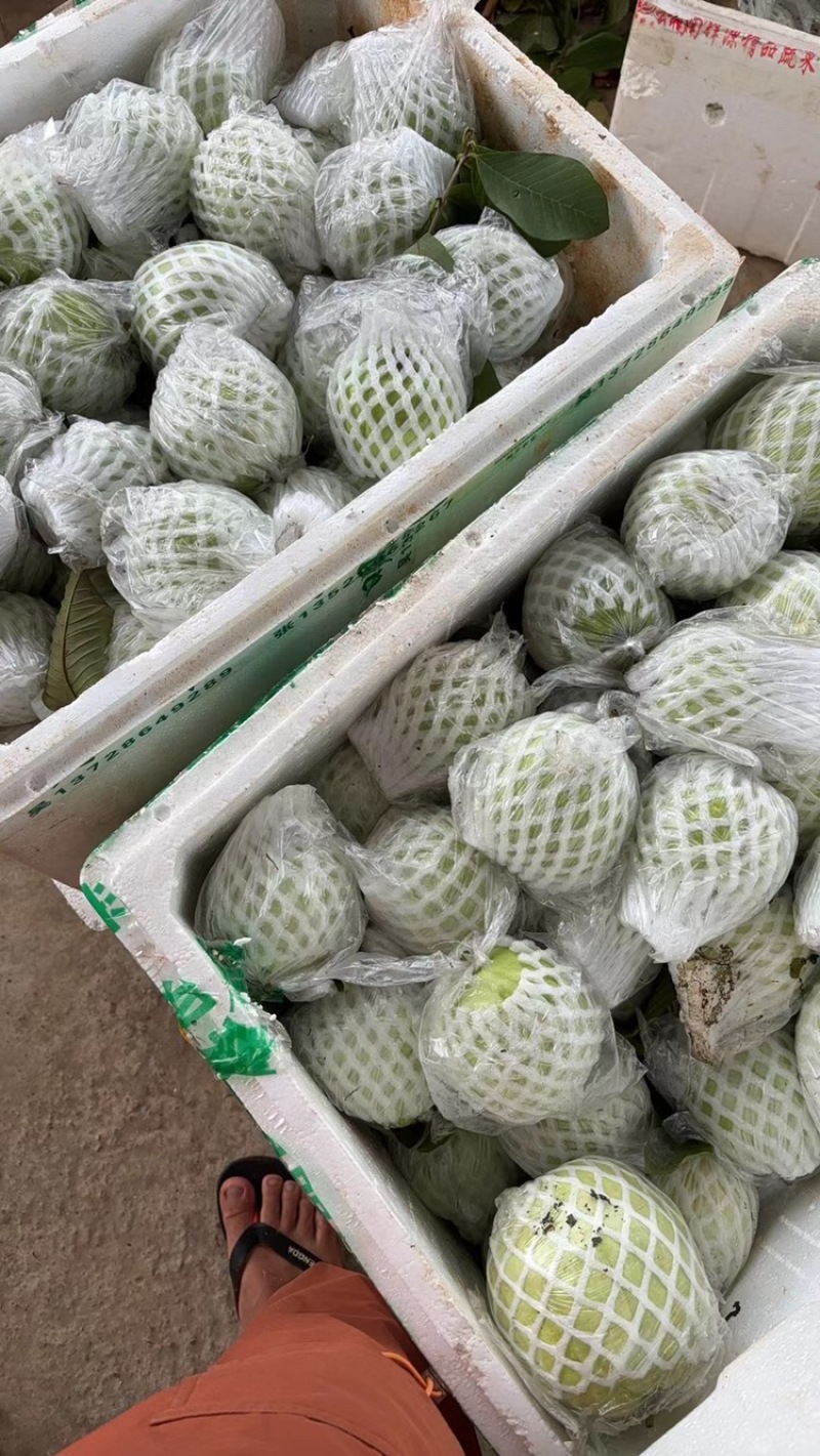 珍珠番石榴种植基地，一年四季釆摘不间断，量大批发价优惠
