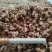 玉米芯玉米芯颗粒食用菌种植原料