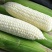 京科糯768玉米种子农科玉鲜食糯大棒非转基因原装粘玉正宗