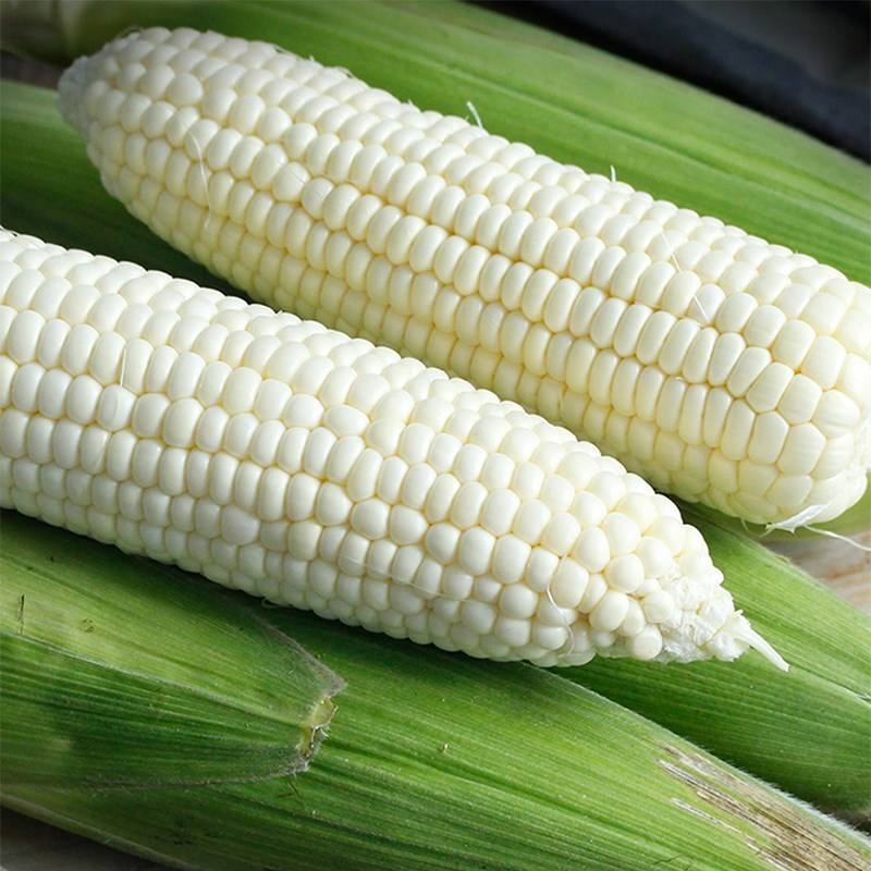 京科糯768玉米种子农科玉鲜食糯大棒非转基因原装粘玉正宗