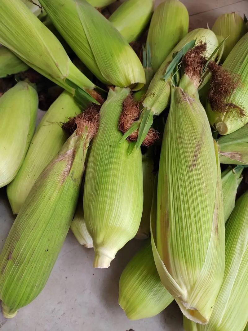 京科糯768玉米种子农科玉鲜食糯大棒非转基因原装粘玉正宗