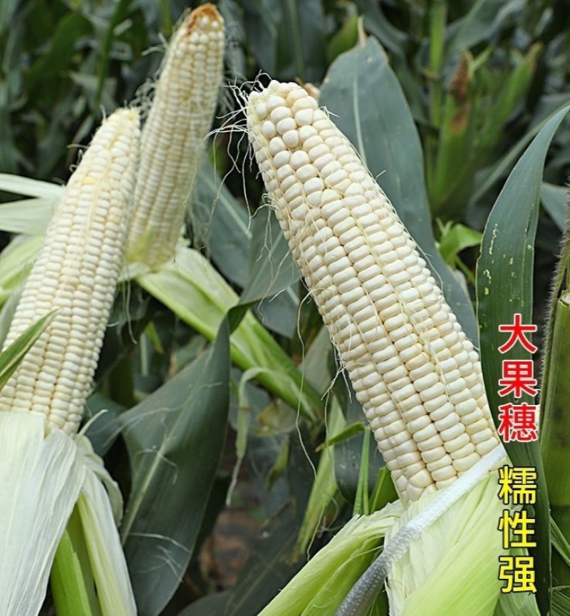 京科糯768玉米种子农科玉鲜食糯大棒非转基因原装粘玉正宗