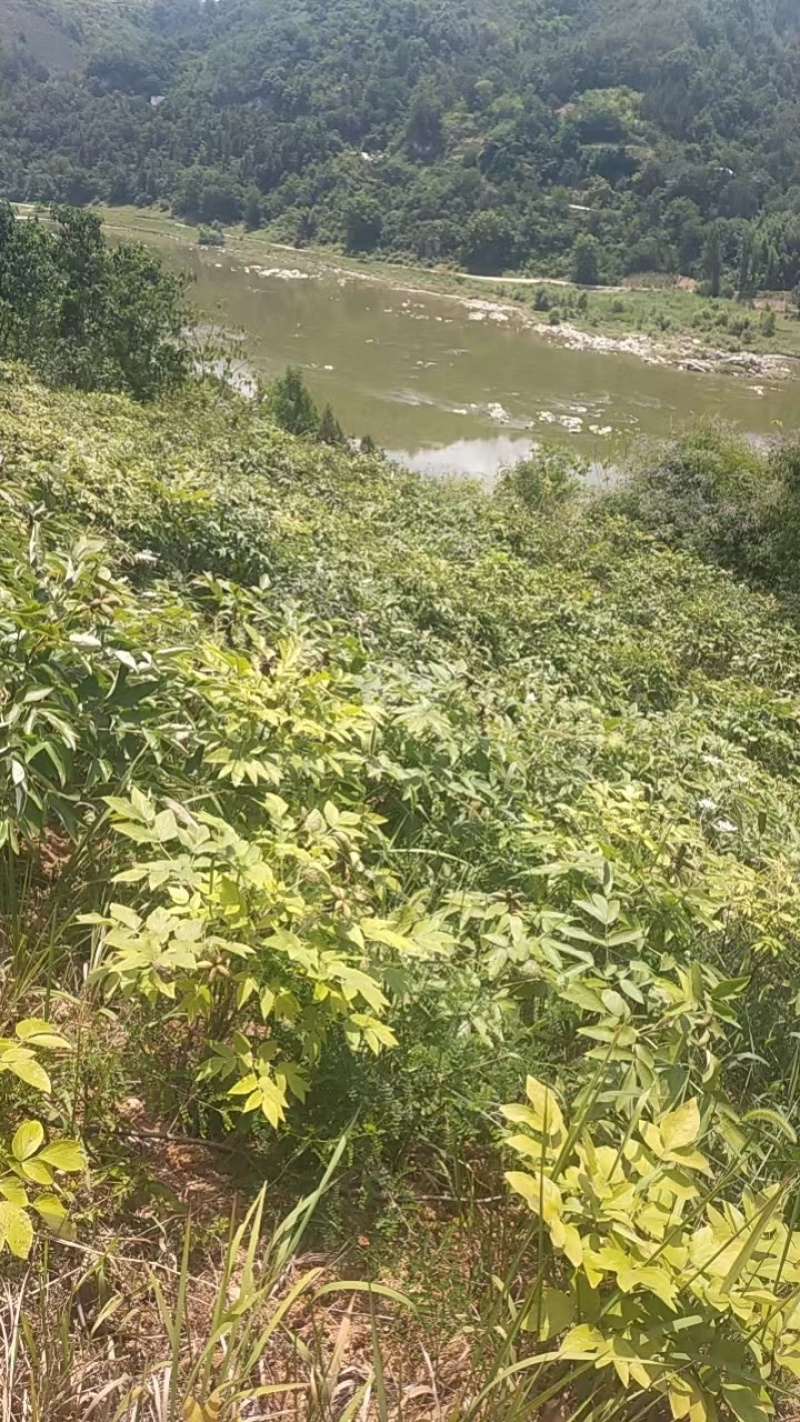 长期供应鲜丹皮50吨