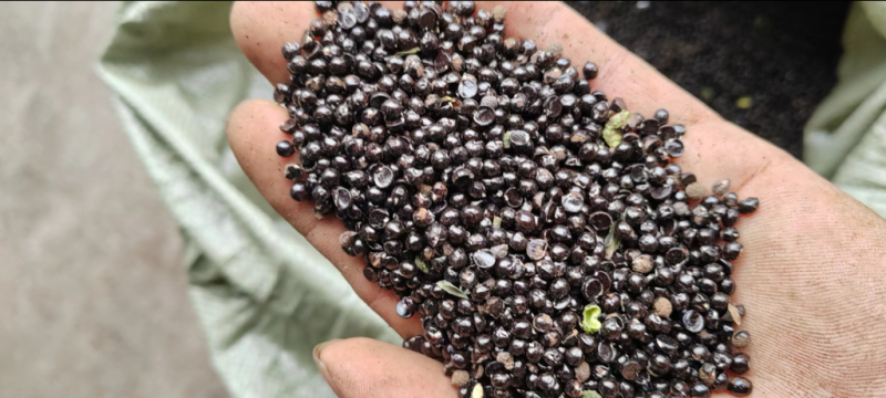 花椒籽枕头用料