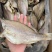鲈鱼干地摊电商淡水鲈鱼干卢仔卢肉特大号鲈鱼干