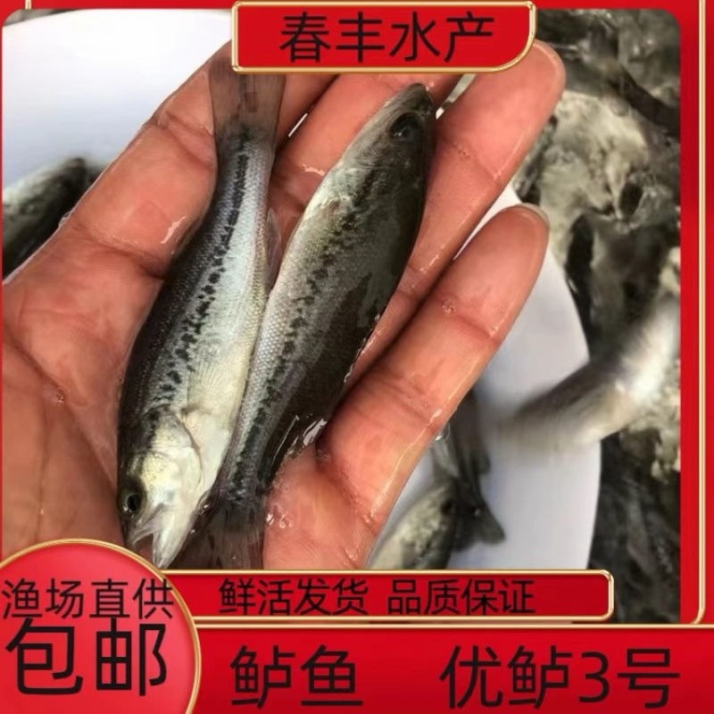 加州鲈鱼苗、技术跟进质量保证+自卵水花、反季水花