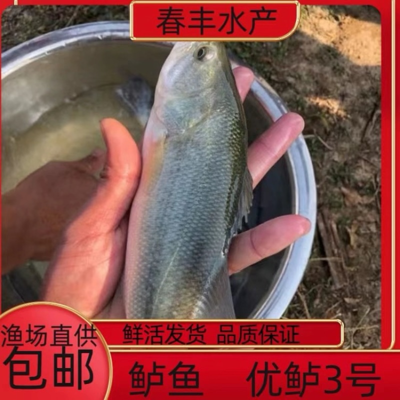 加州鲈鱼苗、技术跟进质量保证+自卵水花、反季水花