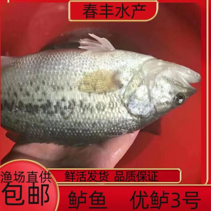 加州鲈鱼苗、技术跟进质量保证+自卵水花、反季水花