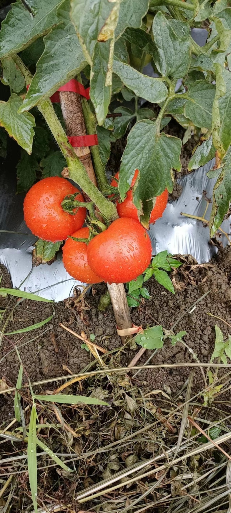 西红柿大量有货