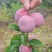 芙蓉李