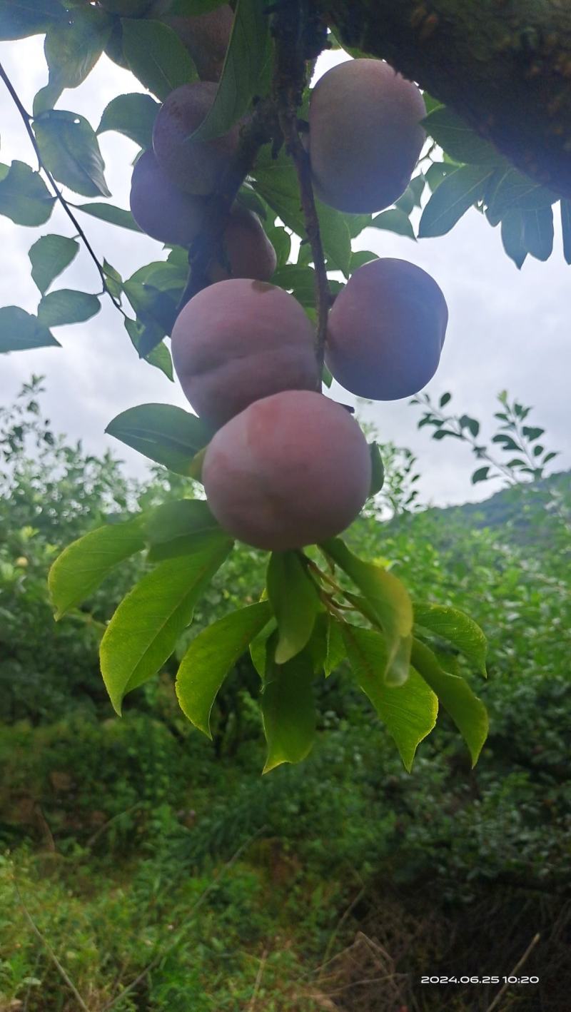 芙蓉李