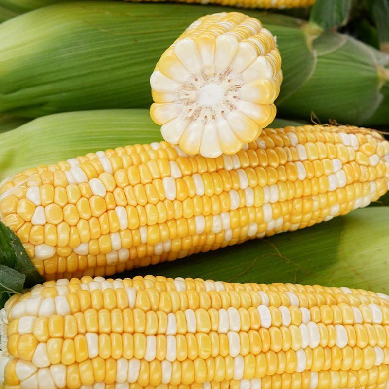 绿领萃甜627双色玉米种子鲜食甜糯玉米种籽黄白相间水果玉