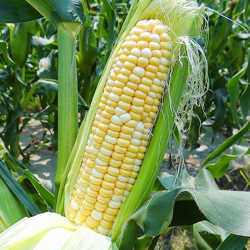 绿领萃甜627双色玉米种子鲜食甜糯玉米种籽黄白相间水果玉