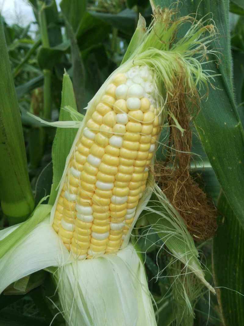 绿领萃甜627双色玉米种子鲜食甜糯玉米种籽黄白相间水果玉