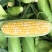 绿领萃甜627双色玉米种子鲜食甜糯玉米种籽黄白相间水果玉