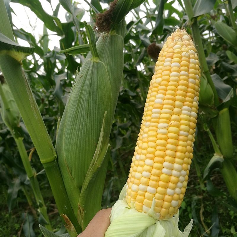 绿领萃甜627双色玉米种子鲜食甜糯玉米种籽黄白相间水果玉
