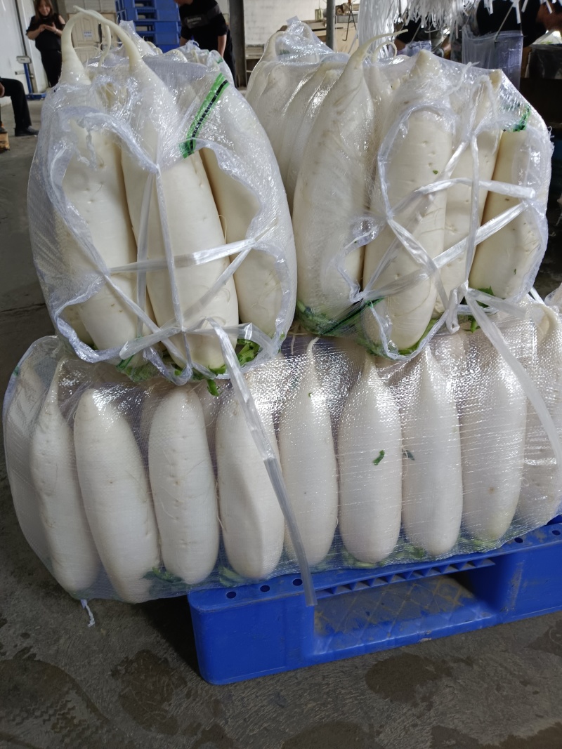 湖北精品白萝卜大量上市品质保证一手货源量大从优