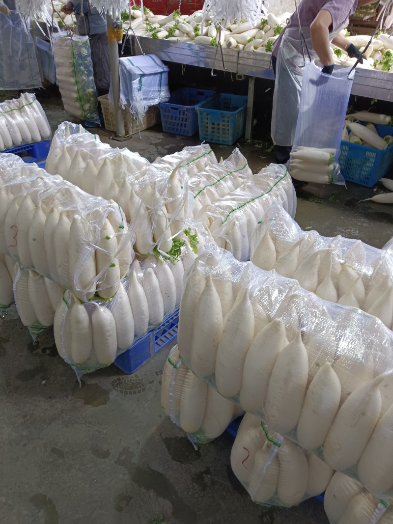 湖北精品白萝卜大量上市品质保证一手货源量大从优