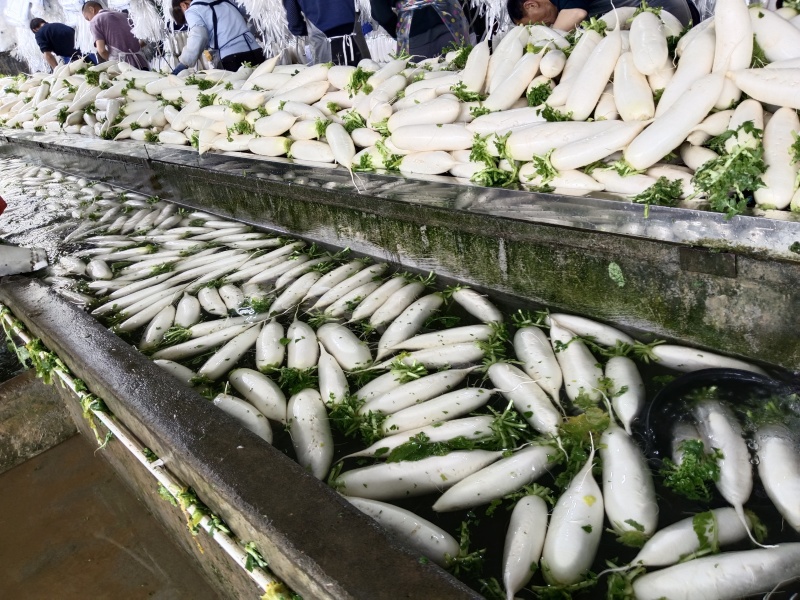 湖北精品白萝卜大量上市品质保证一手货源量大从优