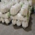 湖北精品白萝卜大量上市品质保证一手货源量大从优