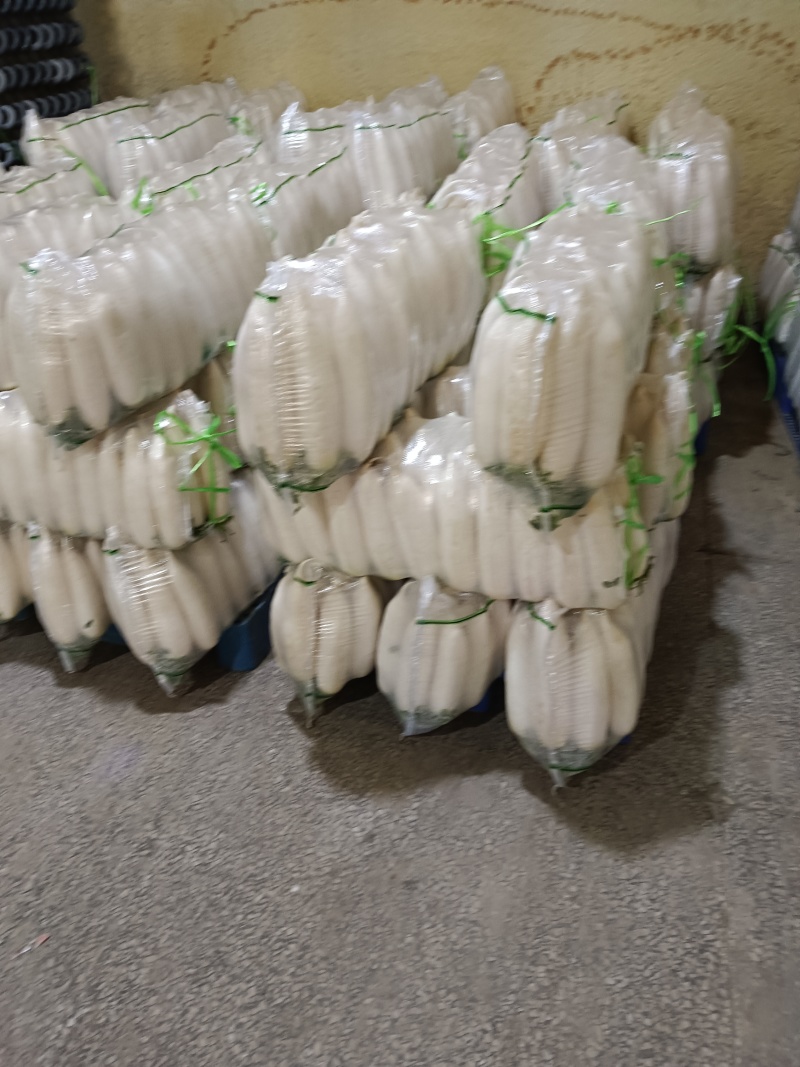 湖北精品白萝卜大量上市品质保证一手货源量大从优