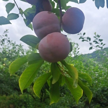 芙蓉李
