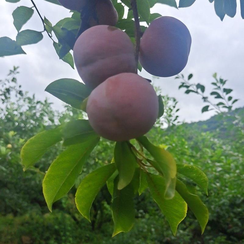 芙蓉李