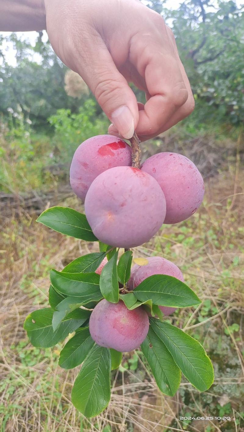 芙蓉李