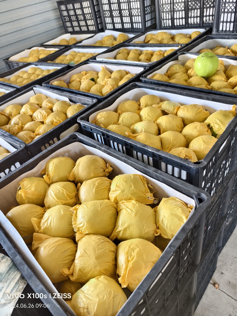 砀山县脆冠梨已大量上市，口感好，皮溥汁多，糖份高货源充足