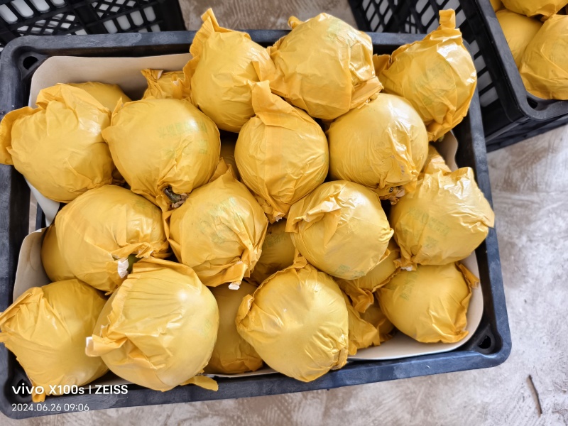 砀山县脆冠梨已大量上市，口感好，皮溥汁多，糖份高货源充足