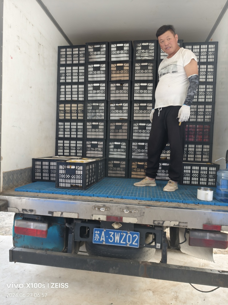 砀山县脆冠梨已大量上市，口感好，皮溥汁多，糖份高货源充足