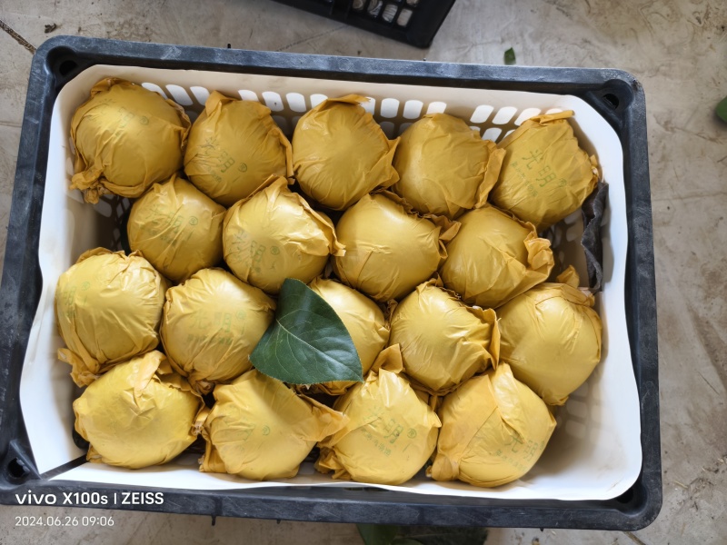砀山县脆冠梨已大量上市，口感好，皮溥汁多，糖份高货源充足