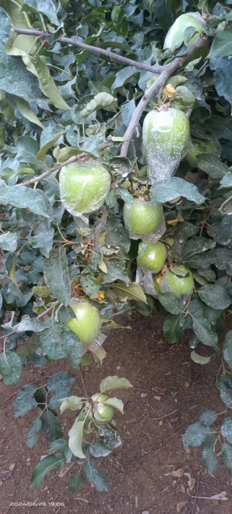 华硕青苹果