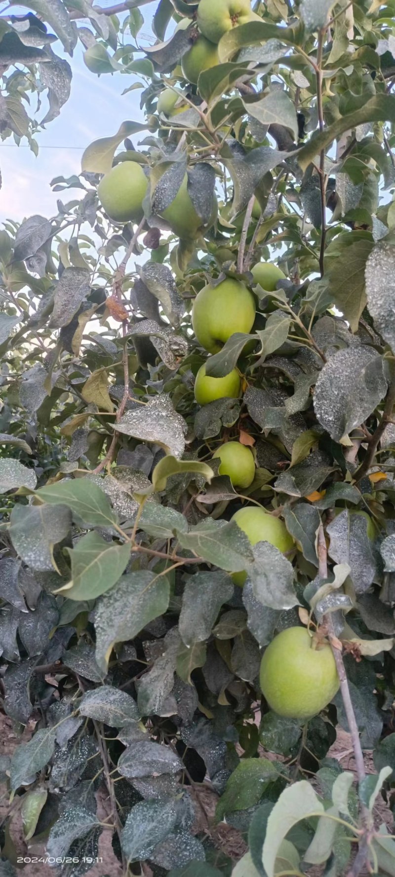 华硕青苹果