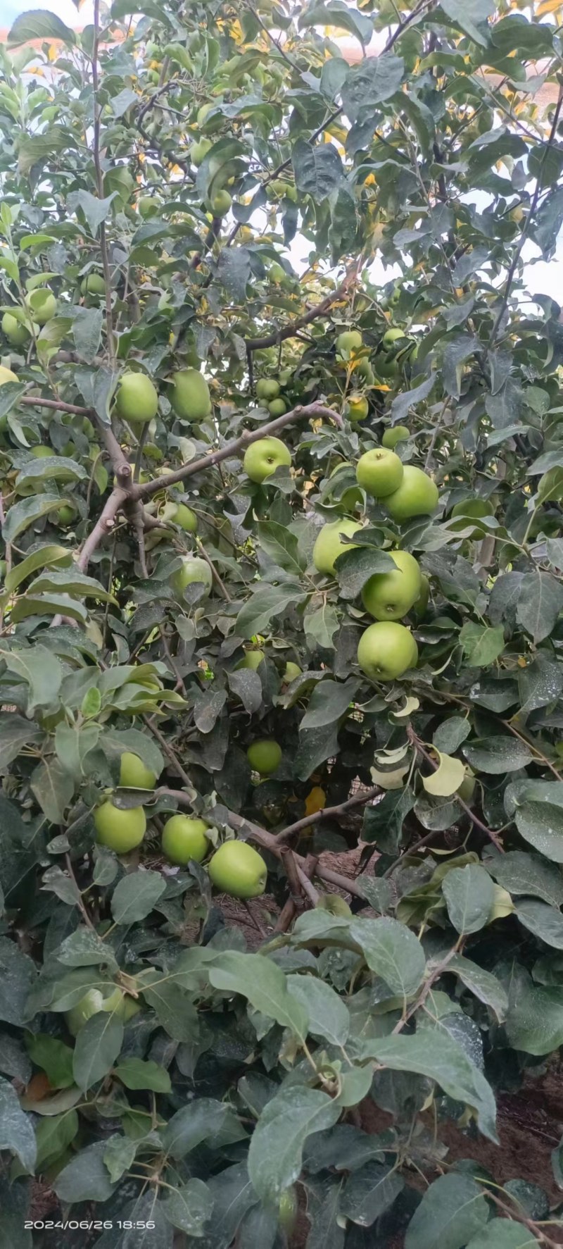 华硕青苹果