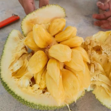 珍珠榴莲蜜