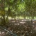 珍珠榴莲蜜