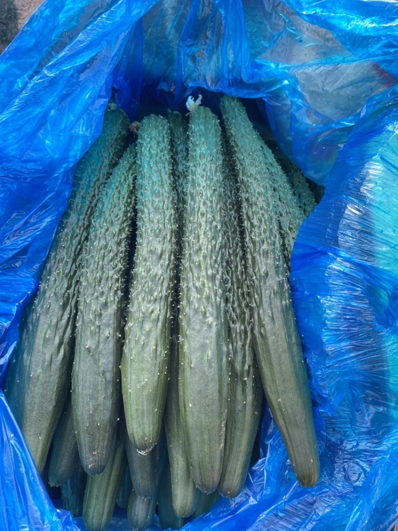 新鲜上市精品黄瓜，买当天货品寻当天价格，质量高！