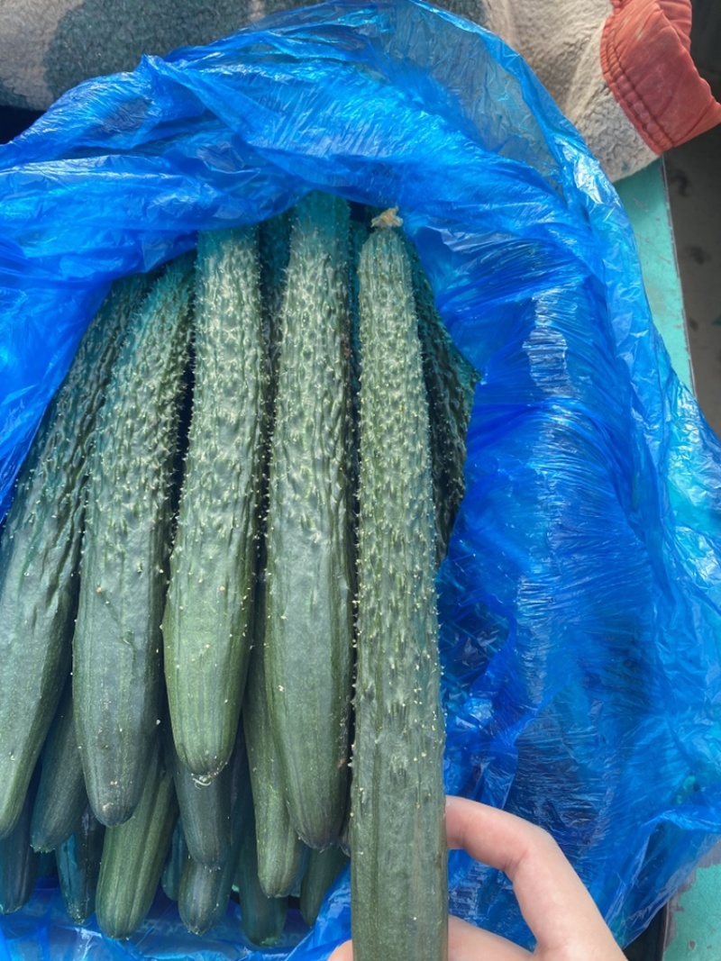 新鲜上市精品黄瓜，买当天货品寻当天价格，质量高！