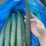 新鲜上市精品黄瓜，买当天货品寻当天价格，质量高！