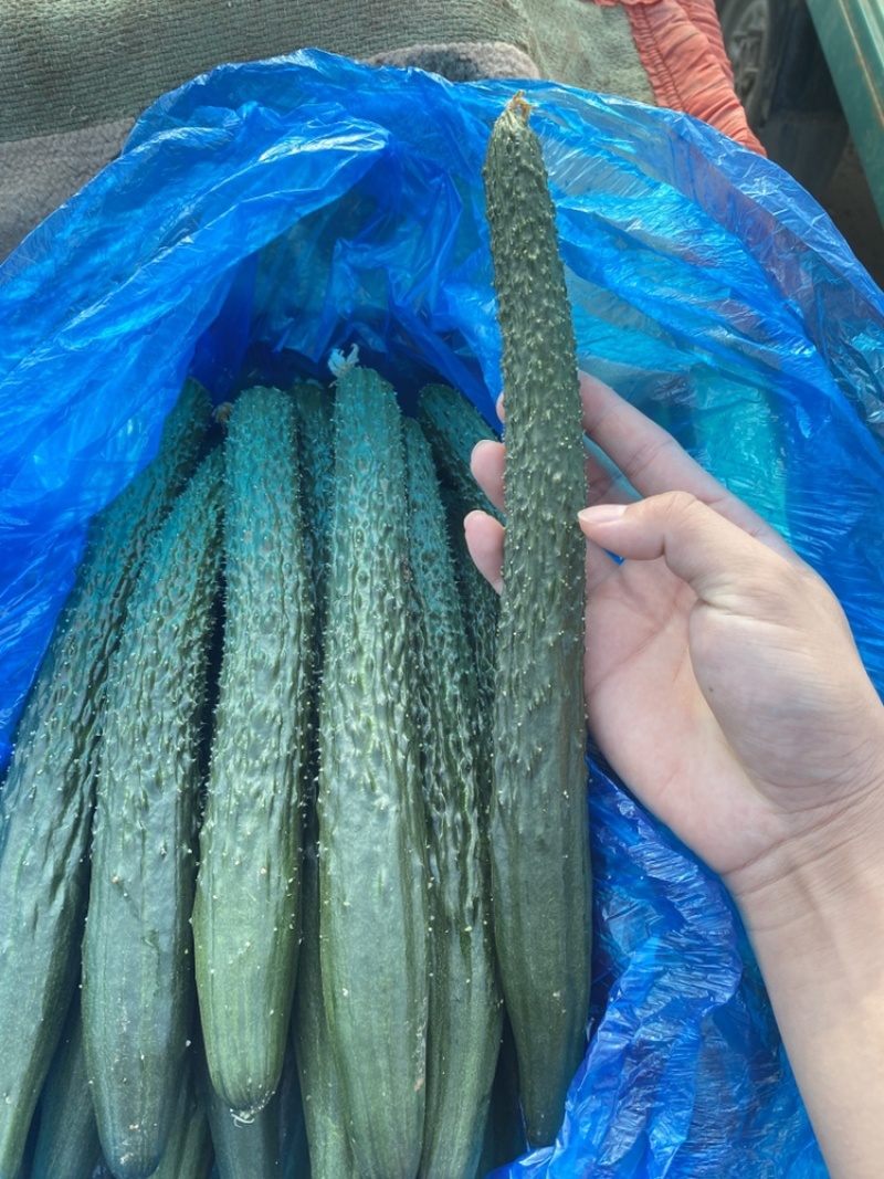 新鲜上市精品黄瓜，买当天货品寻当天价格，质量高！