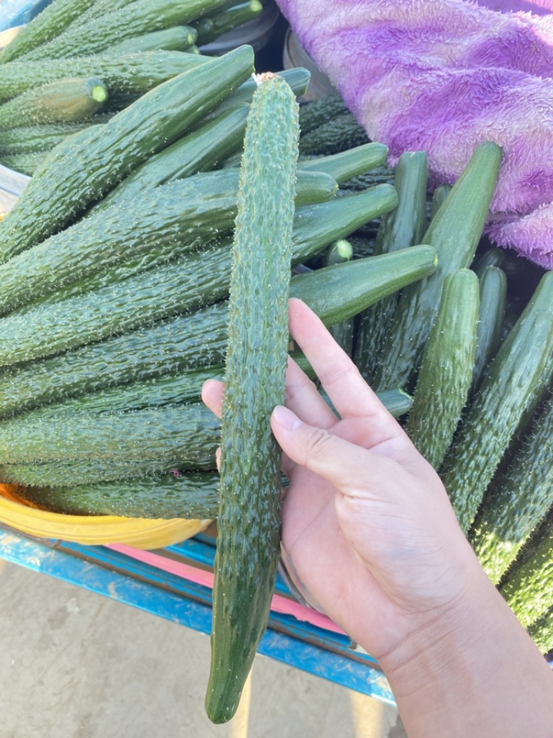 新鲜上市精品黄瓜，买当天货品寻当天价格，质量高！