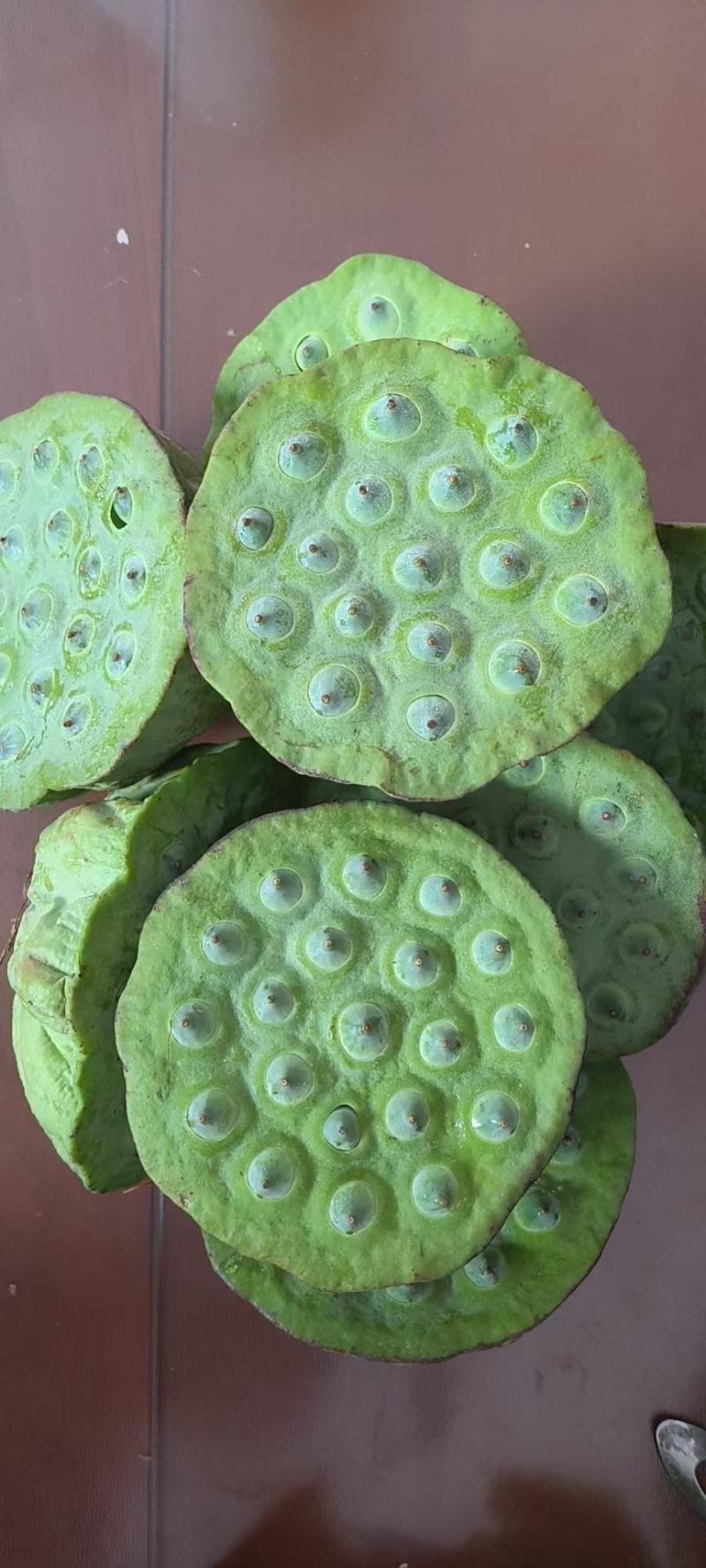 新鲜青莲子（可过筛）水果莲子，对接全国，批发