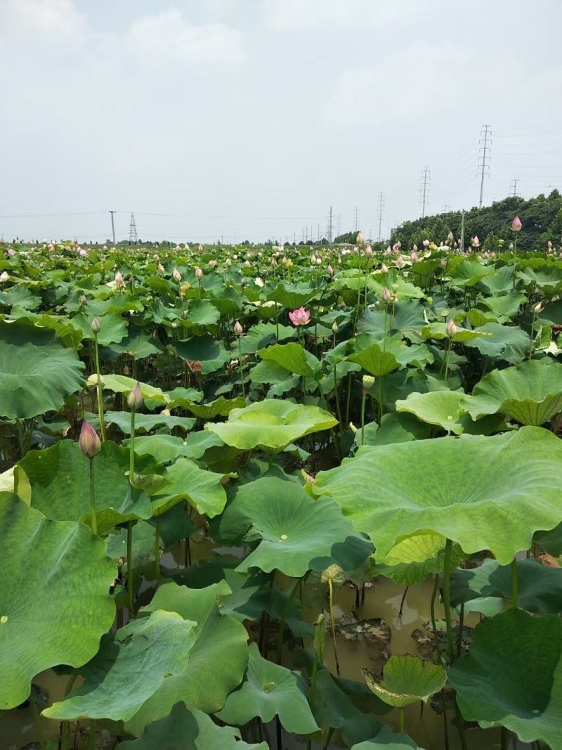 新鲜青莲子（可过筛）水果莲子，对接全国，批发